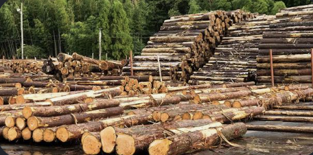 Morning Wood Lumber Logs
